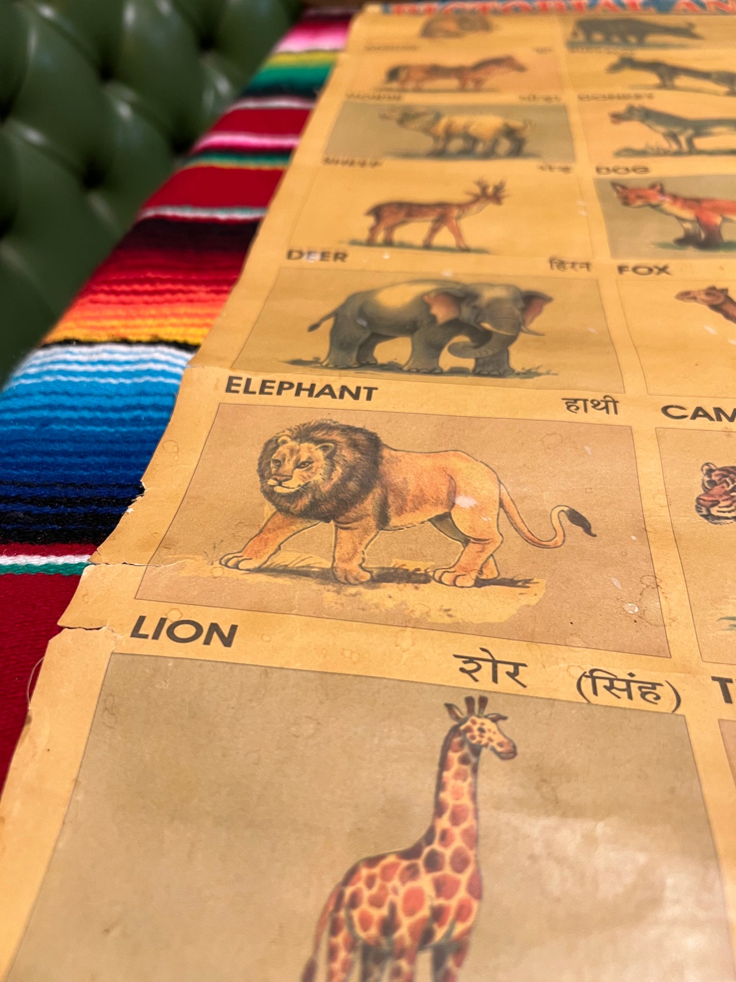 Vintage Pictorial Animal Chart